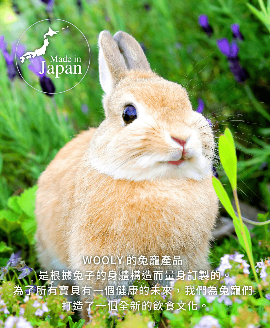 有限公司WOOLY | 日本兔用商品專業製造商