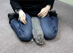 両腕を使う給餌･補水