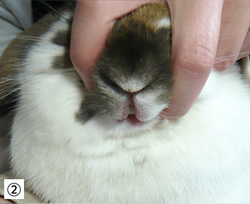 シリンジを使って給餌・補水の流れ②