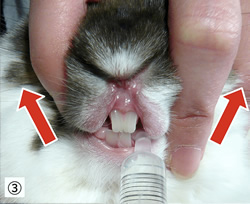 シリンジを使って給餌・補水の流れ③