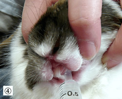 シリンジを使って給餌・補水の流れ④