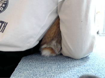 台やテーブルの上で給餌･補水