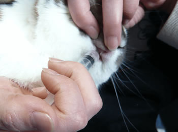 台やテーブルの上で給餌･補水