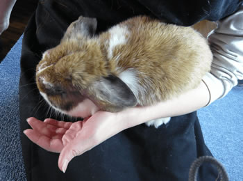 台やテーブルの上で給餌･補水