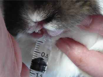 台やテーブルの上で給餌･補水