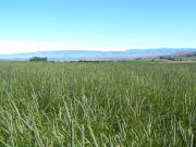 輸入牧草の刈り入れの様子