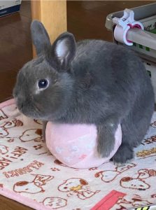 小豆ママさん家の小豆くん