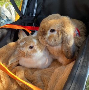 ごまみそママさん家のみそ丸・ごまぶしくん