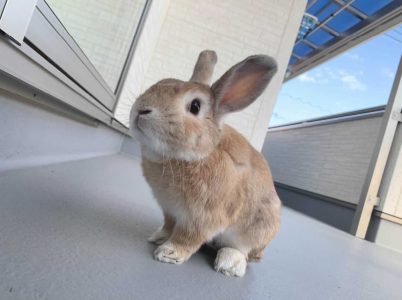 あいなさん家のひまわりくん