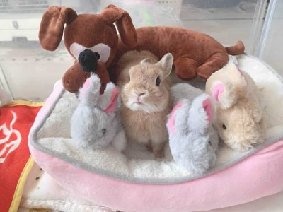 あいなさん家のぶりくん