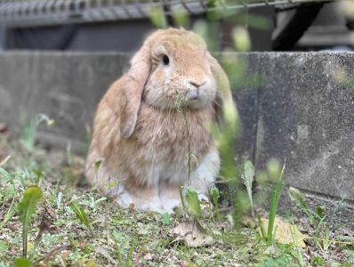 りんたろうさん家のむさみちくん