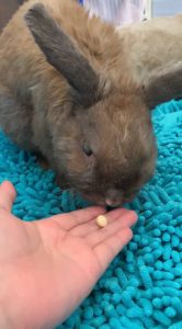 たたんさん家のふぁん太くん