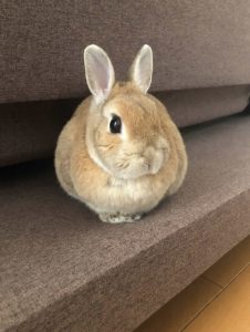 うさんちゅさん家のうさぎちゃん
