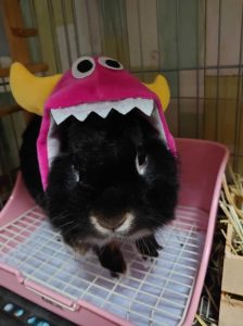 ぽむぽむゆかぷんさん家のもすけくん