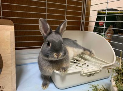 えなさん家のもこちゃん