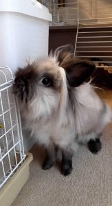 東山さん家のモモちゃん