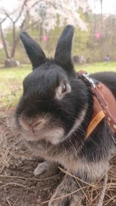 あやくまさん家のうーたんくん