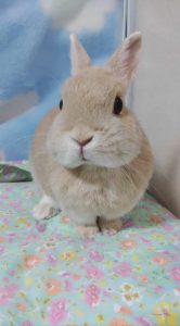 もめんさん家のひのきちゃん