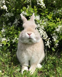 ゆーみんさん家のチャイくん