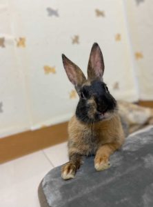 うたさん家のまめくん