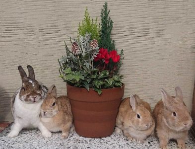 春ねーさん家のうー・ふー・みー・りーちゃん