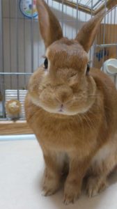 うたさん家のちゃ~くん