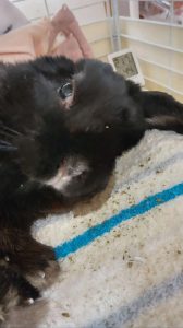 吉田里美さん家のココちゃん