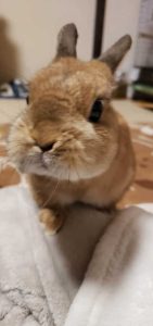 ここままさん家のここちゃん