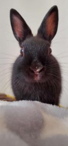 ミッキーさん家のふうくん