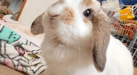 ヒロさん家のりふくん