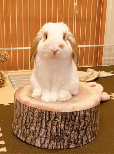 まろままさん家のまろくん