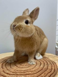 うゆままさん家のうゆくん