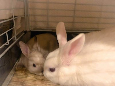 トキmomさん家のハッピ＆クリミちゃん