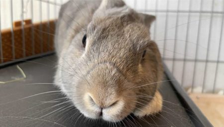 いもすけさん家のてんてんくん