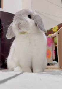 mateaさん家のノワくん