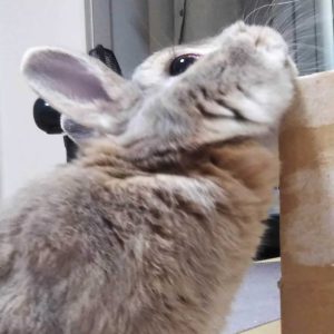 まーるママさん家のまーるくん