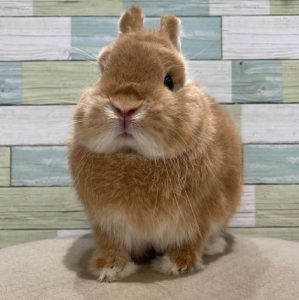 あやさん家のアオくん