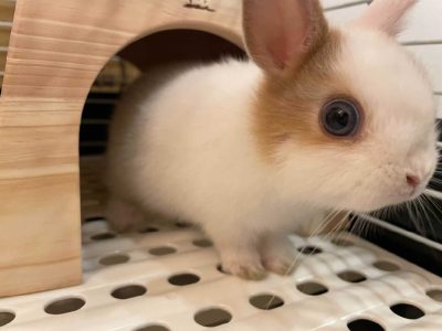 もやしママさん家のもやしちゃん