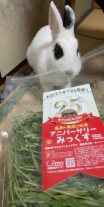 高橋さん家のゆきちちゃん