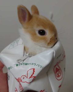 春ねーさん家のとらちゃん