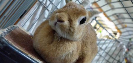 みゆさん家のみこちゃん