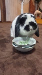 くるっぱさん家のりくくん