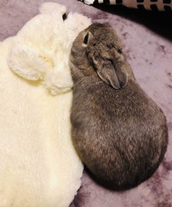 もかママさん家ののんくん