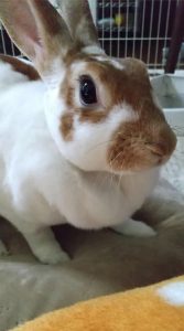 anyumiさん家のくるみちゃん