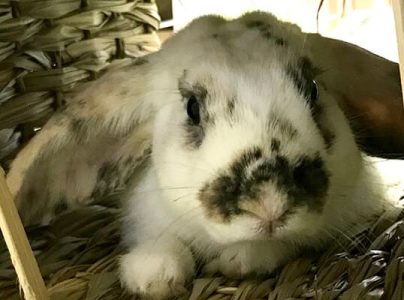 尤さん家のぽちゃおくん