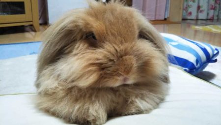 ひろこさん家のぱすたちゃん