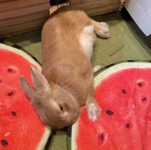 ふえんさん家のハニコちゃん