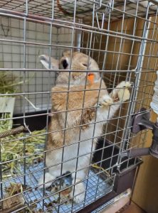 かめちゃんさん家のおはぎちゃん