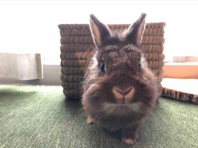 あずきママさん家のあずきくん