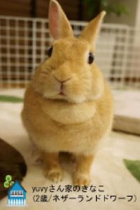 yuvyさん家のきなこちゃん